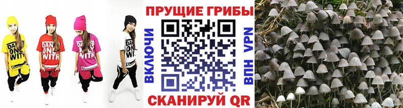 Псилоцибиновые грибы Psilocybe Каменка